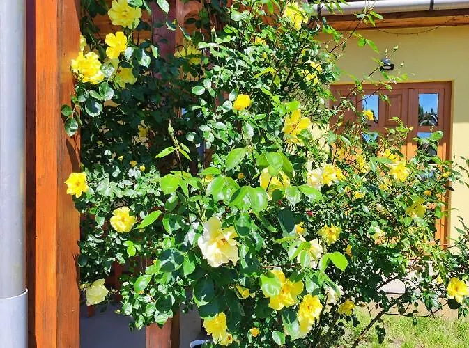 Apartment Eden Vendeghaz